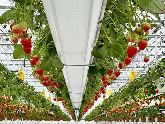 Smart Farm-automation