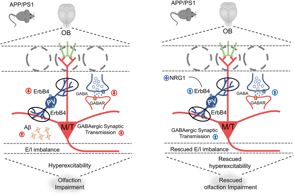 Alzheimer key switch-ErbB4
